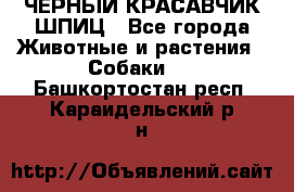 ЧЕРНЫЙ КРАСАВЧИК ШПИЦ - Все города Животные и растения » Собаки   . Башкортостан респ.,Караидельский р-н